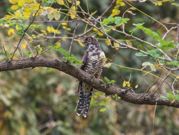 2023年10月28日(土) 葛西臨海公園の野鳥観察記録