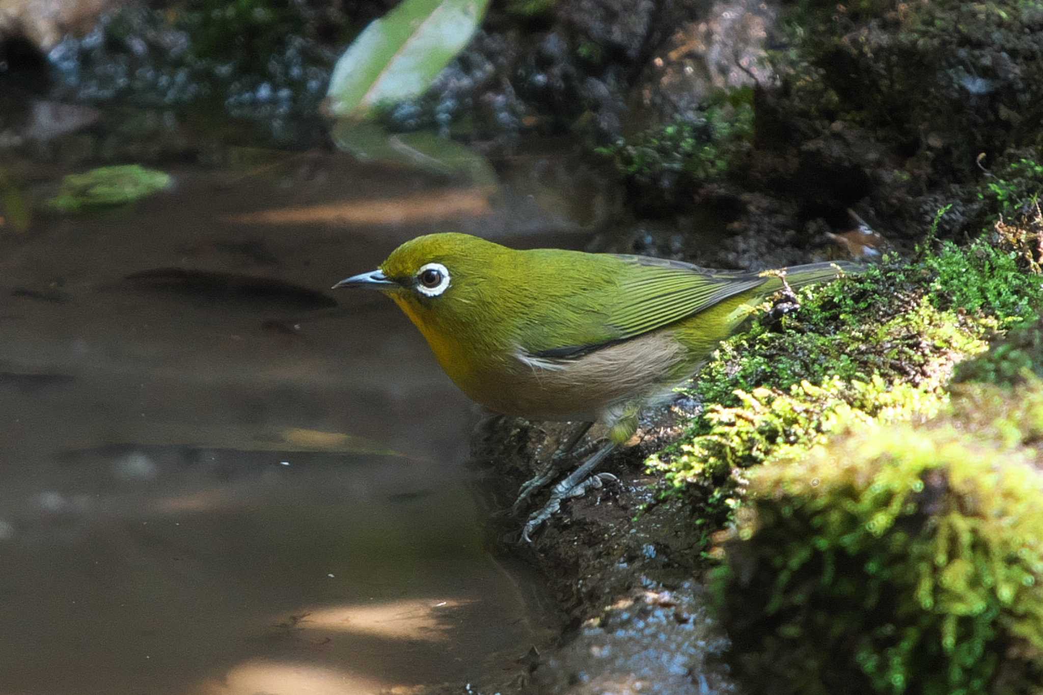 Warbling White-eye