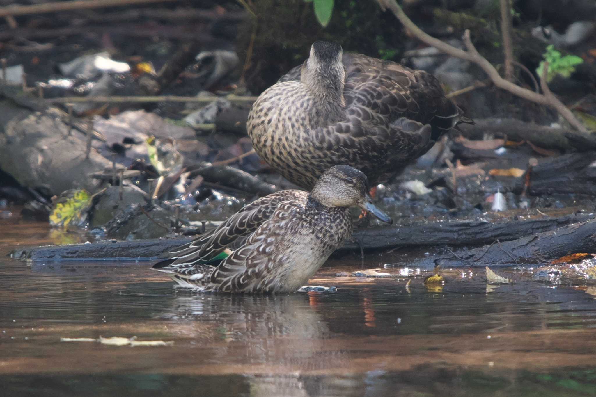 Eurasian Teal