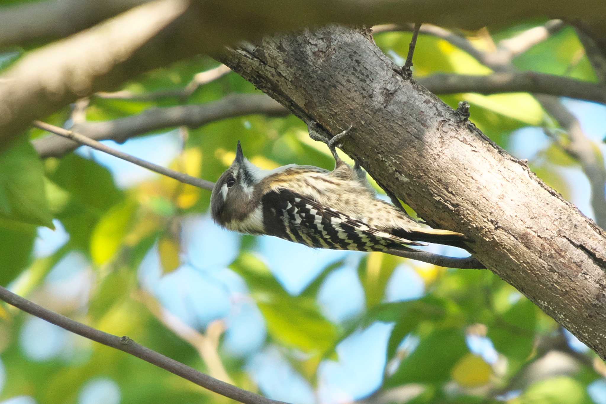 Japanese Pygmy Woodpecker