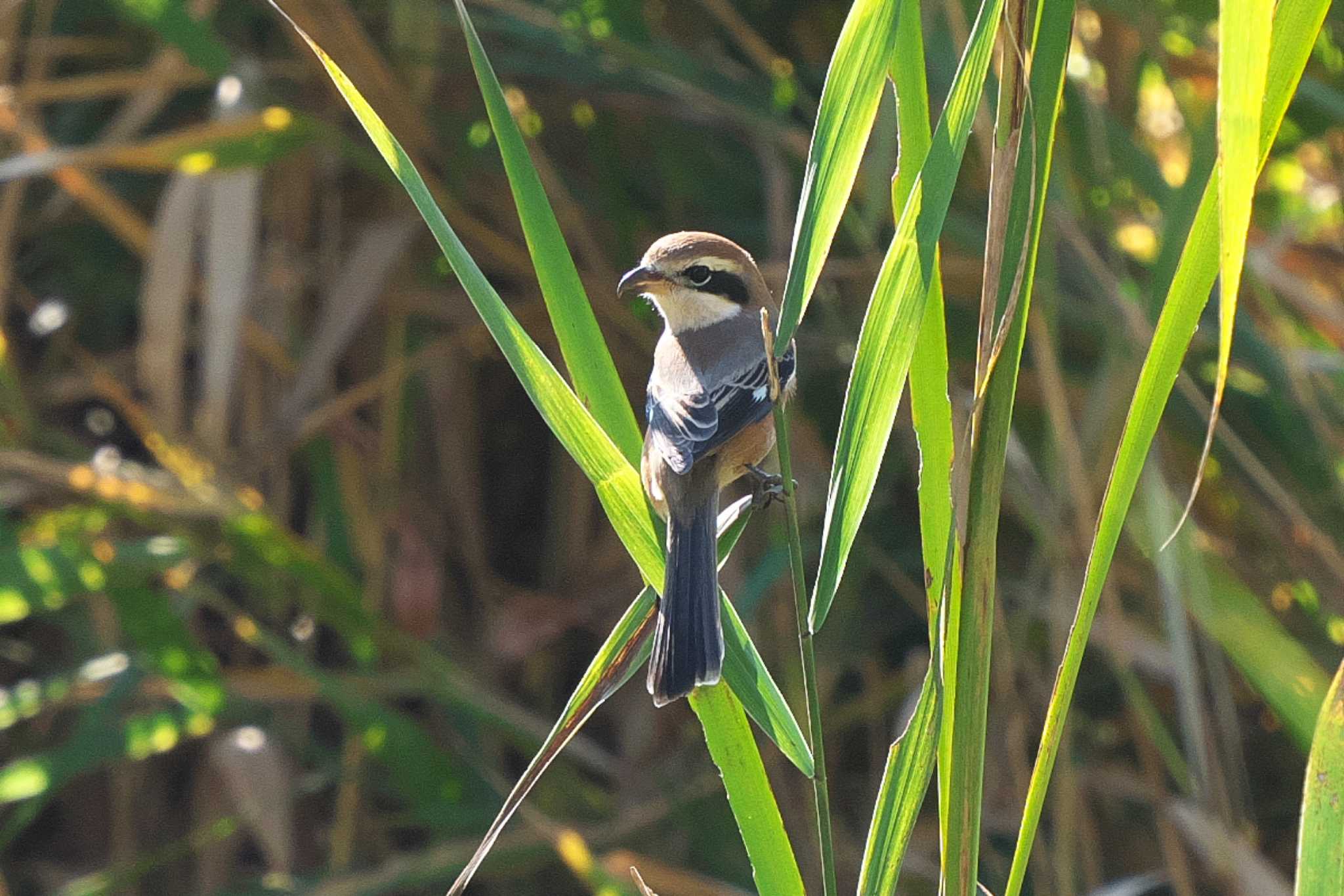 Photo of Bull-headed Shrike at Maioka Park by Y. Watanabe