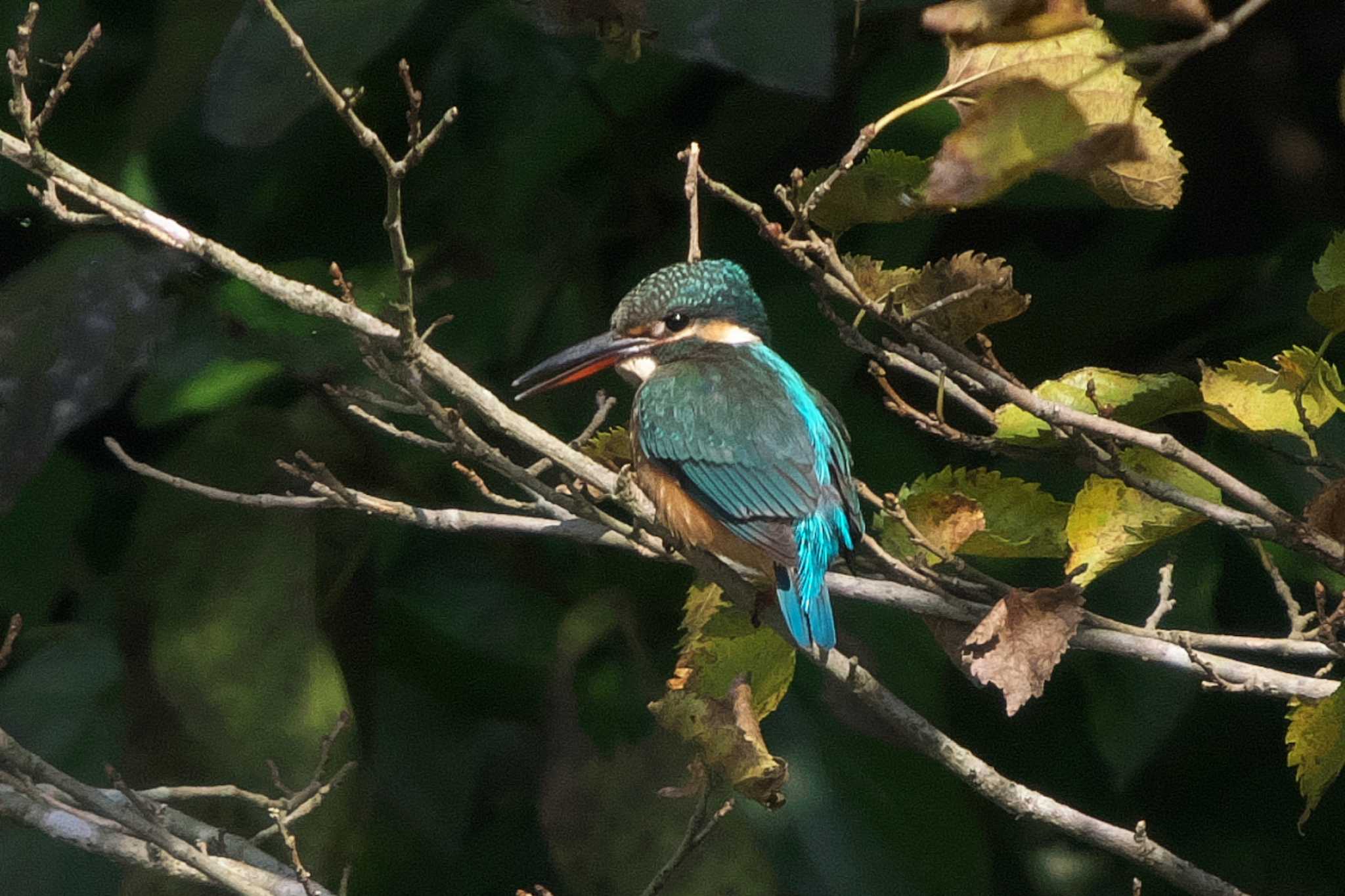 Photo of Common Kingfisher at Maioka Park by Y. Watanabe