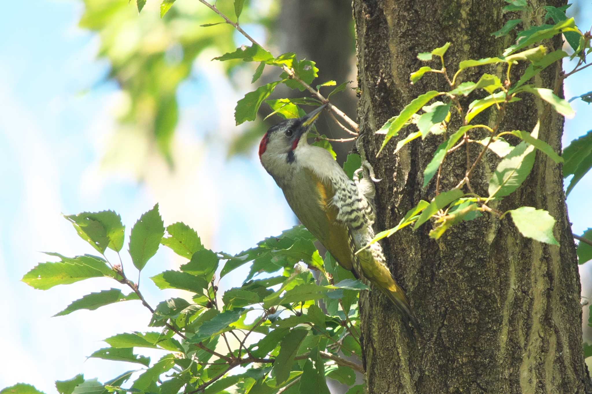 Photo of Japanese Green Woodpecker at Maioka Park by Y. Watanabe