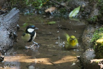 2023年10月28日(土) 舞岡公園の野鳥観察記録