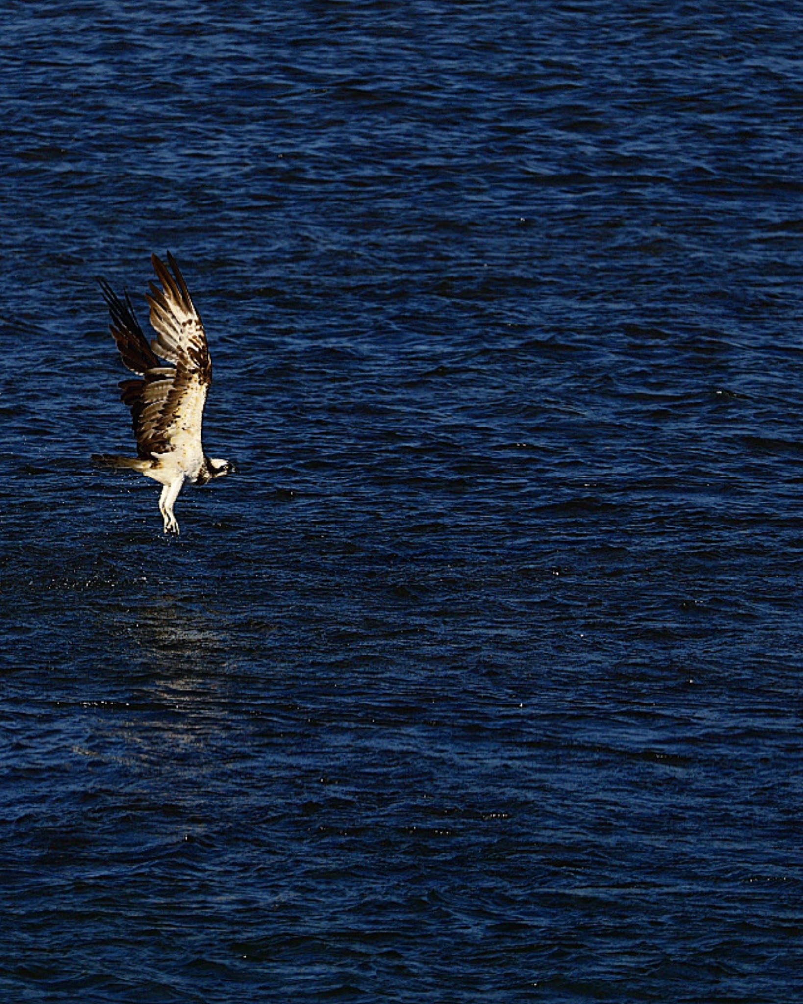 Photo of Osprey at  by soul.number.358