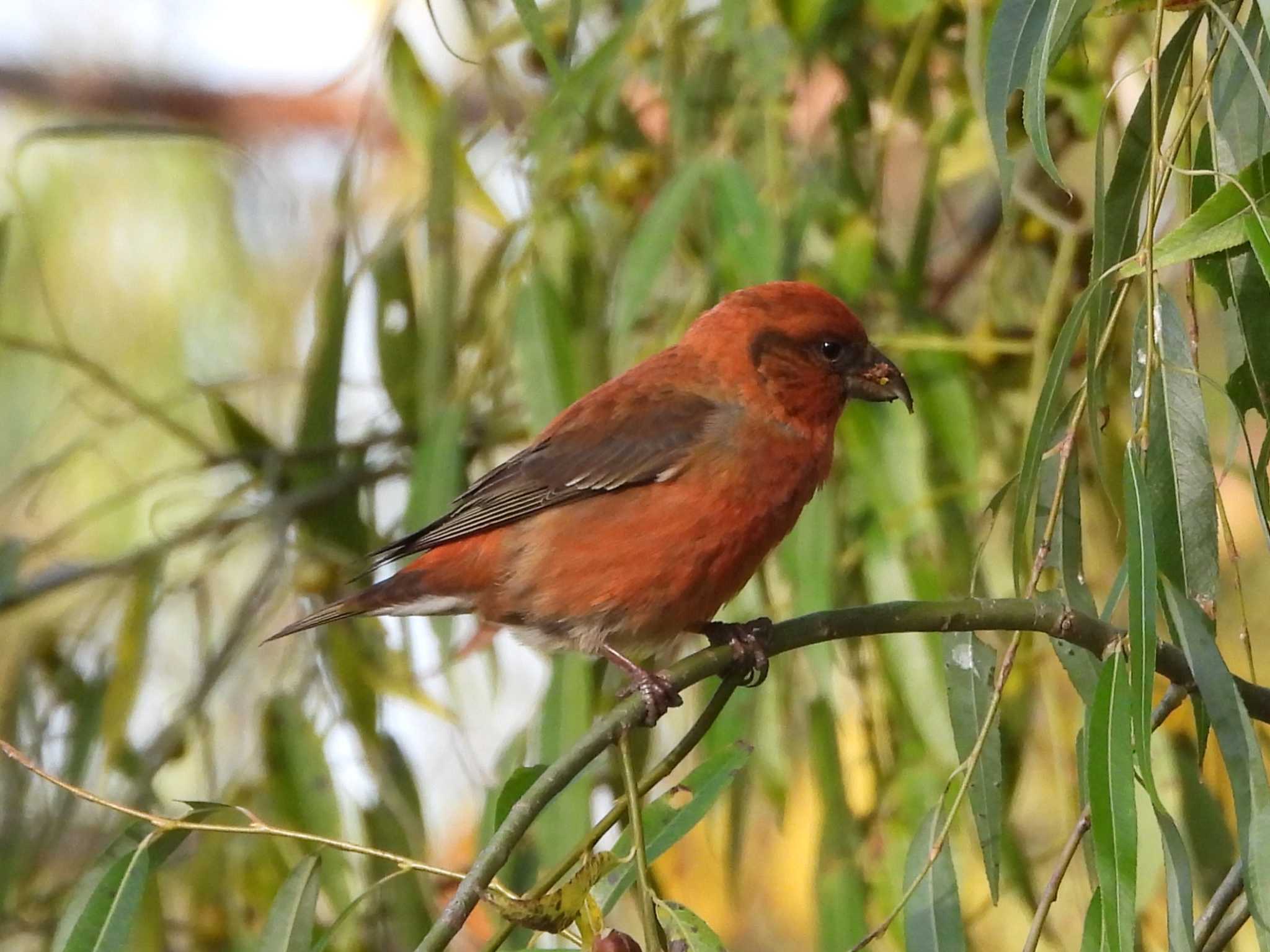 Photo of Red Crossbill at 札幌モエレ沼公園 by ゴト