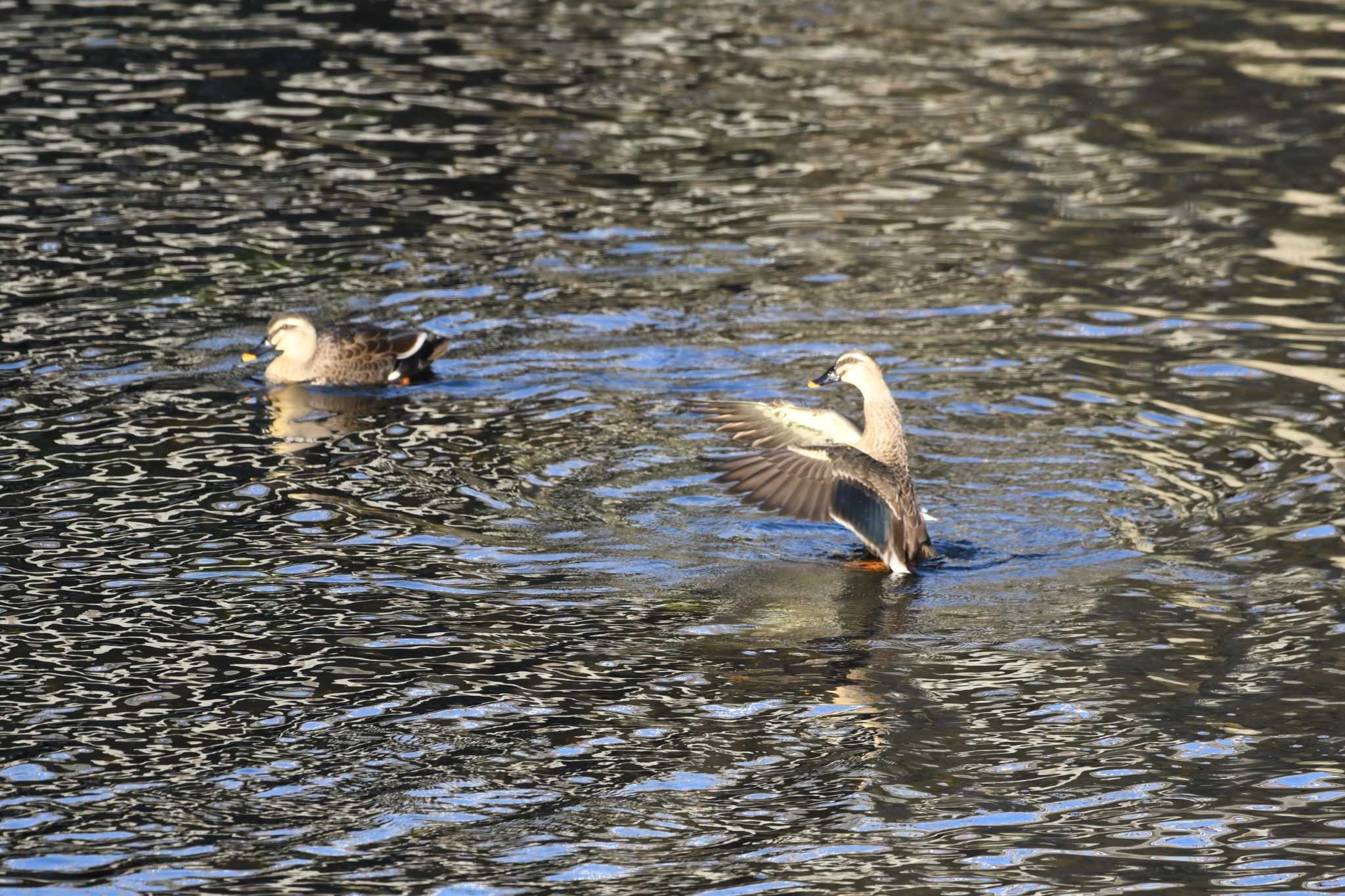 平和の森公園、妙正寺川 カルガモの写真 by morinokotori