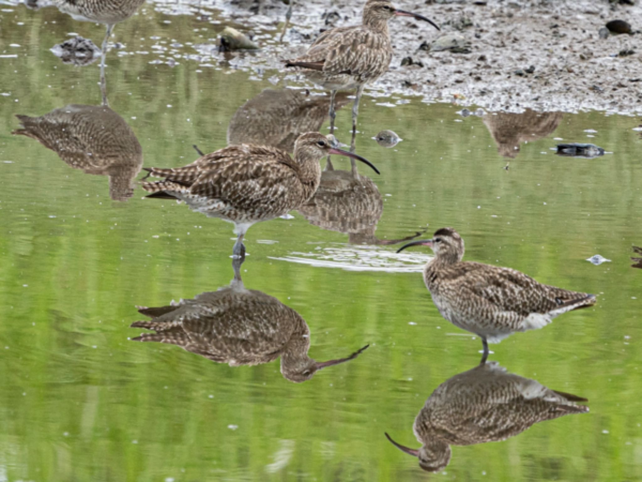 Photo of Eurasian Whimbrel at Sungei Buloh Wetland Reserve by T K