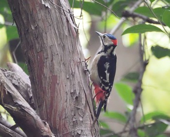 Great Spotted Woodpecker Mizumoto Park Sat, 10/28/2023