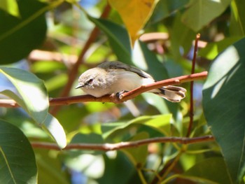 Western Gerygone