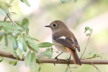 2023年10月28日(土) 庄内緑地公園の野鳥観察記録