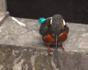 カワセミ 葛西臨海公園 2023年10月25日(水)