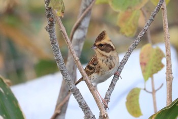 Yellow-throated Bunting Hakodateyama Sat, 10/28/2023