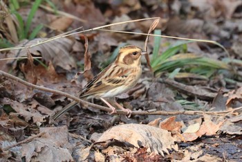 Yellow-throated Bunting Hakodateyama Sat, 10/28/2023