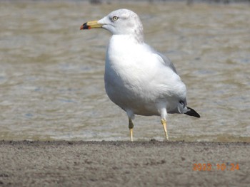 ウミネコ ふなばし三番瀬海浜公園 2023年10月24日(火)