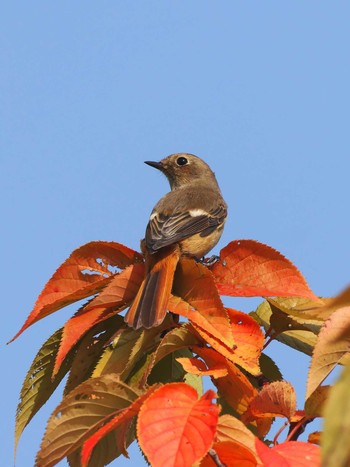 Daurian Redstart 多摩川 Sat, 10/28/2023