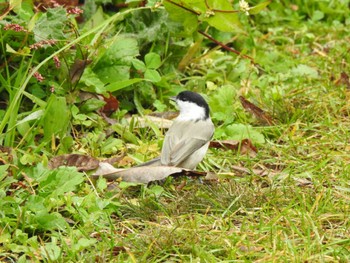 Marsh Tit 十勝エコロジーパーク Thu, 10/26/2023