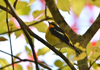 2023年10月28日(土) 西沢渓谷の野鳥観察記録