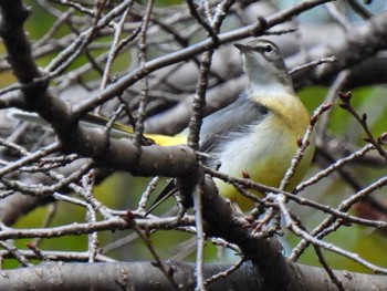 Grey Wagtail 各務野自然遺産の森 Sat, 10/28/2023