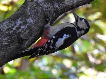 Great Spotted Woodpecker 各務野自然遺産の森 Sat, 10/28/2023