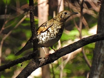 White's Thrush 各務野自然遺産の森 Sat, 10/28/2023