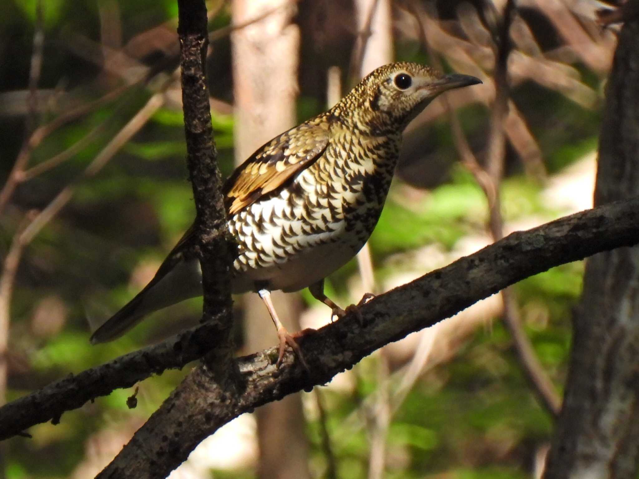 Photo of White's Thrush at 各務野自然遺産の森 by 寅次郎