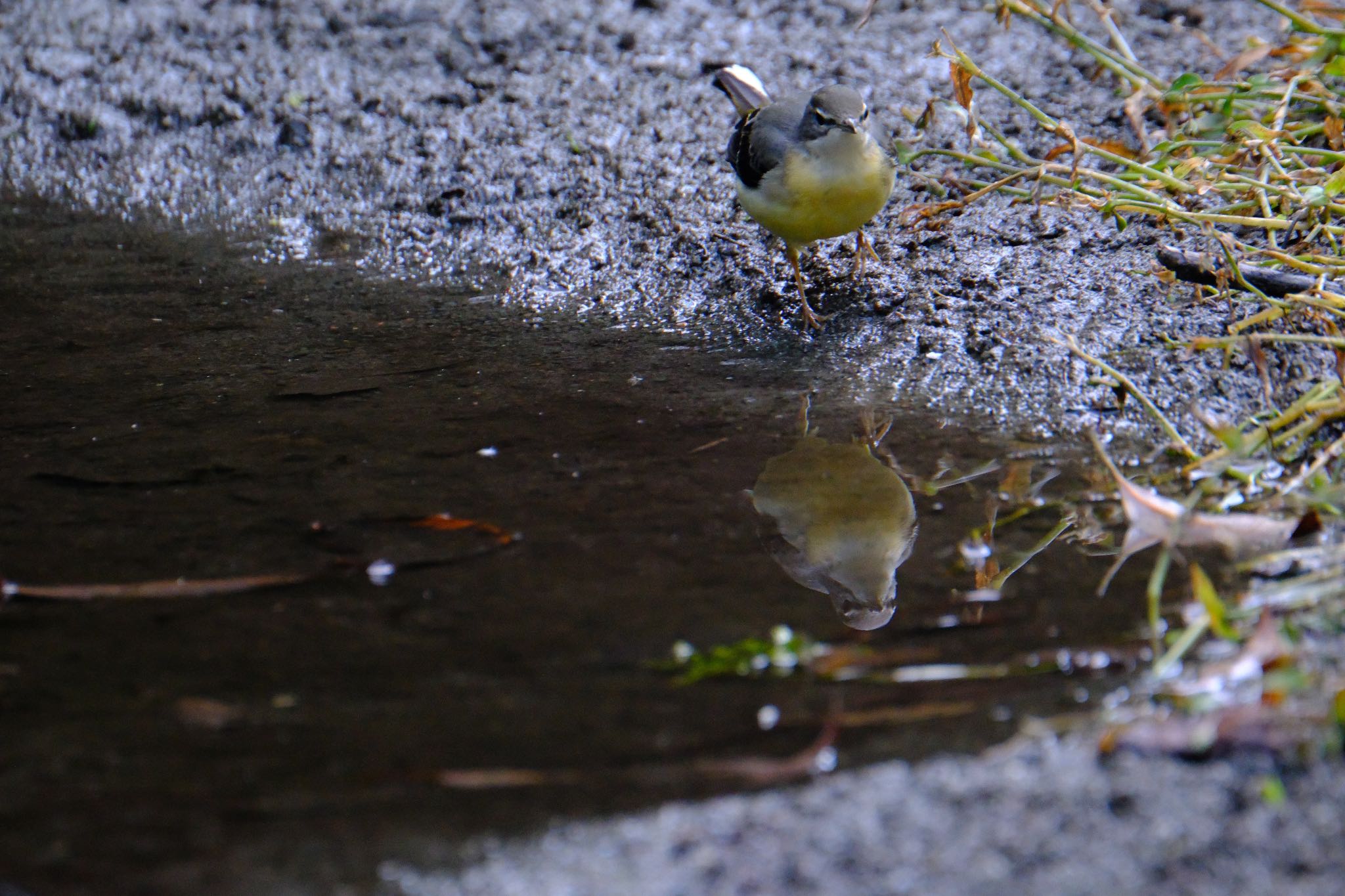 Photo of Grey Wagtail at 愛鷹広域公園 by ポン介