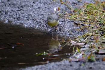 Grey Wagtail 愛鷹広域公園 Sat, 10/28/2023