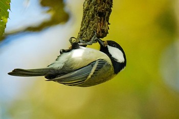 Sat, 10/28/2023 Birding report at 愛知県緑化センター 昭和の森