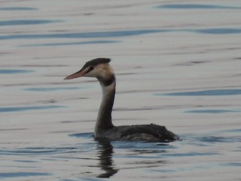 Sat, 10/28/2023 Birding report at Watarase Yusuichi (Wetland)