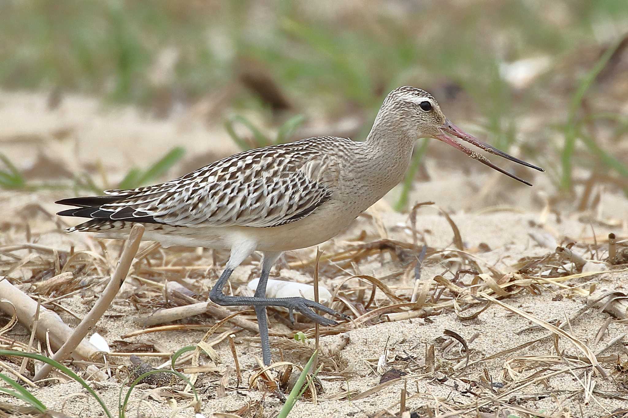 Photo of Bar-tailed Godwit at  by じん