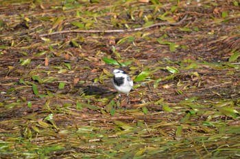 White Wagtail 小牧市 Sat, 10/28/2023