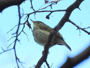 Kamchatka Leaf Warbler 京都府立植物園 Sat, 10/28/2023