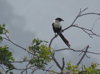 White-necked Myna