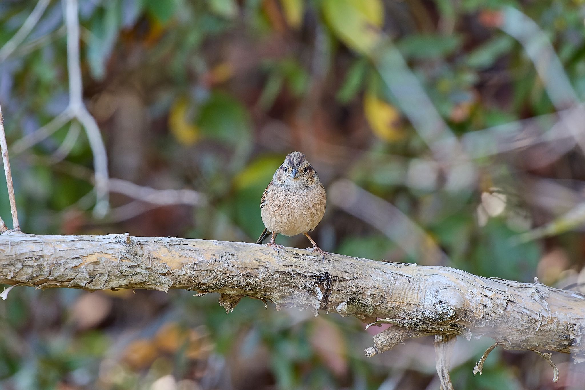 Rustic Bunting