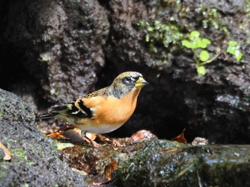 2023年10月28日(土) 大洞の水場の野鳥観察記録