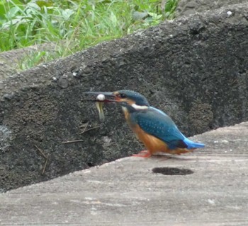 Common Kingfisher Nogawa Fri, 9/29/2023