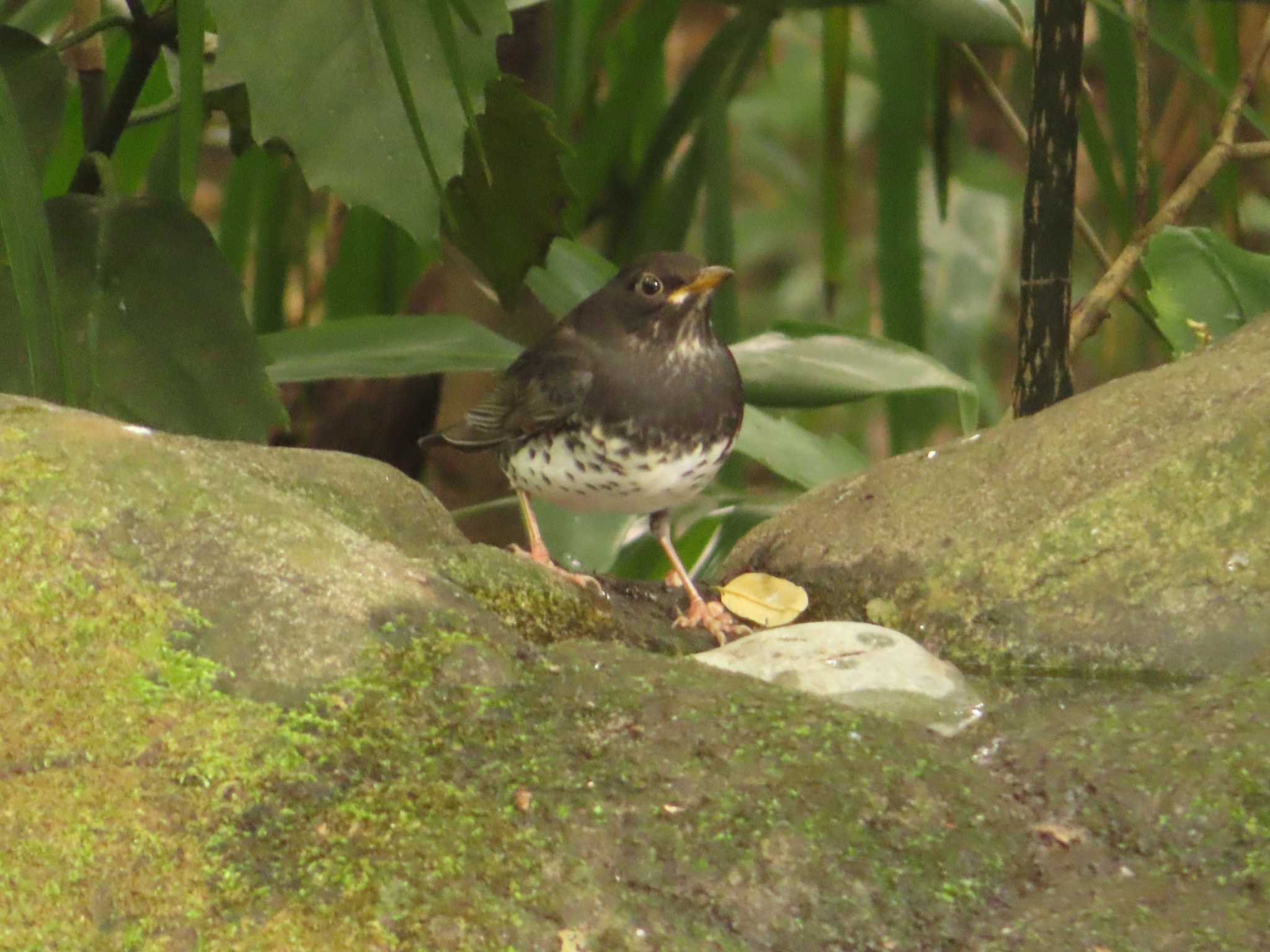 クロツグミ