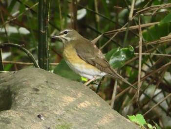 2023年10月28日(土) 井の頭恩賜公園の野鳥観察記録