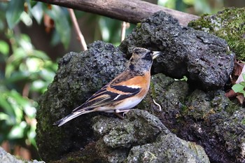 アトリ 西湖野鳥の森公園 2023年10月28日(土)