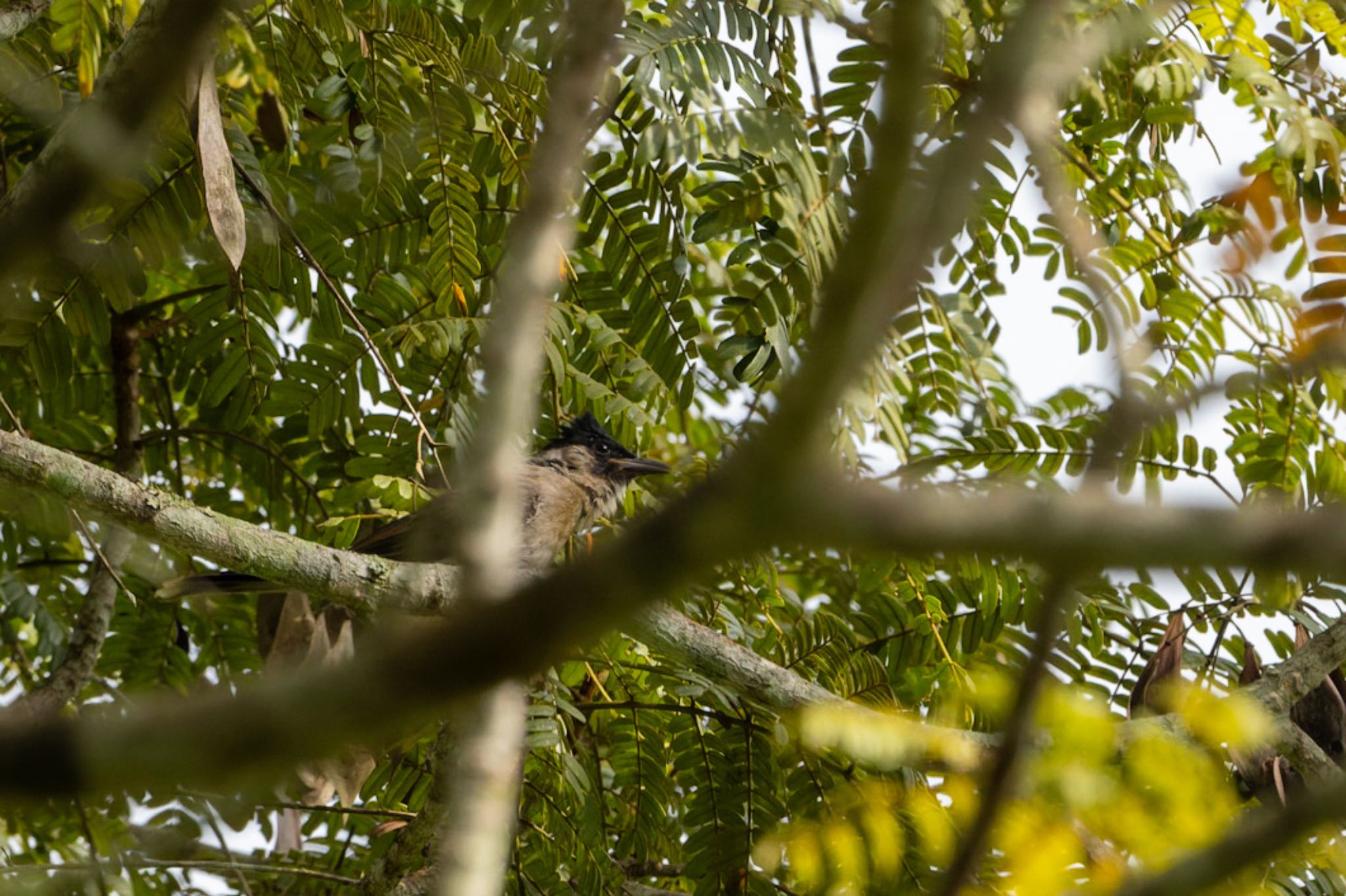 Photo of Sooty-headed Bulbul at 雲南省 by ぽちゃっこ