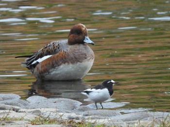 2023年10月28日(土) 見沼自然公園の野鳥観察記録