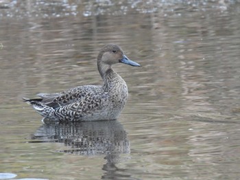 オナガガモ 見沼自然公園 2023年10月28日(土)