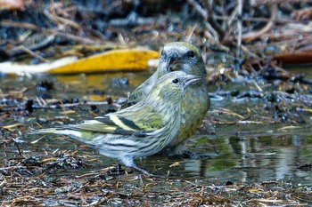 Eurasian Siskin 富士河口湖町 Sat, 10/28/2023