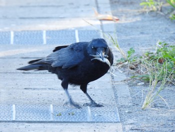 ハシボソガラス 都立浮間公園 2023年10月22日(日)