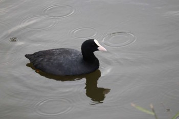 オオバン 舎人公園 2023年10月28日(土)