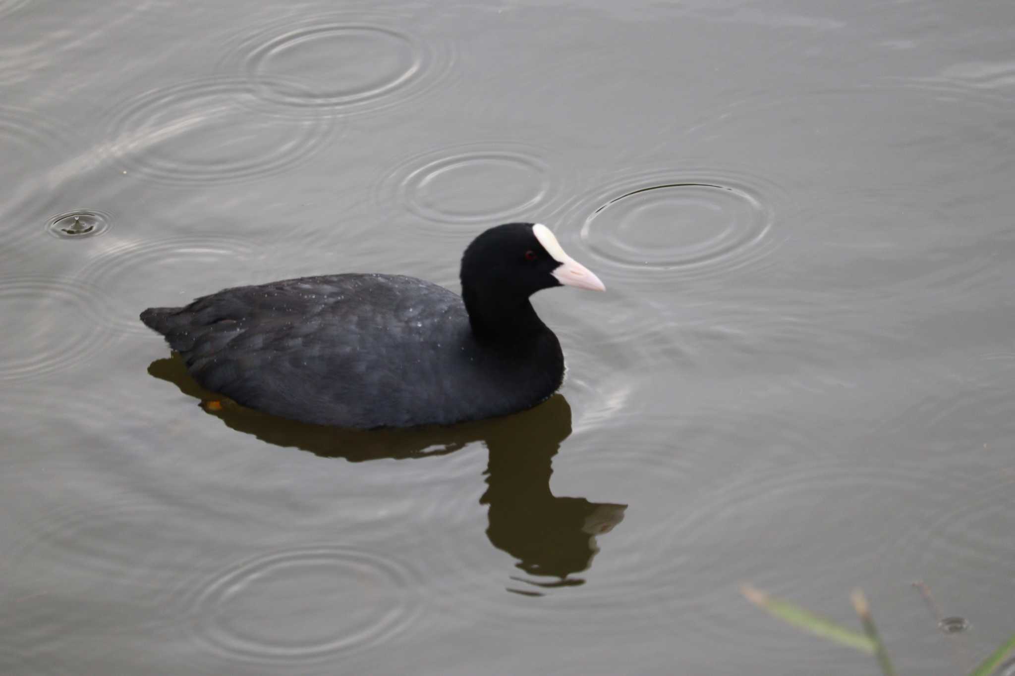 Photo of Eurasian Coot at Toneri Park by うな