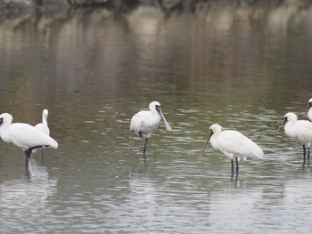 Black-faced Spoonbill Unknown Spots Tue, 10/17/2023