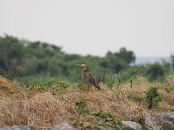 Purple Heron Unknown Spots Tue, 10/17/2023