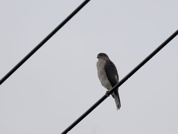 Japanese Sparrowhawk(iwasakii) Unknown Spots Thu, 10/19/2023